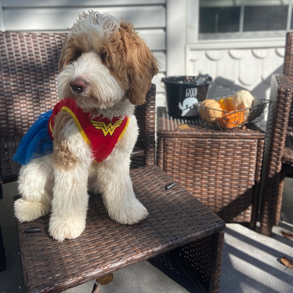 Dog costume